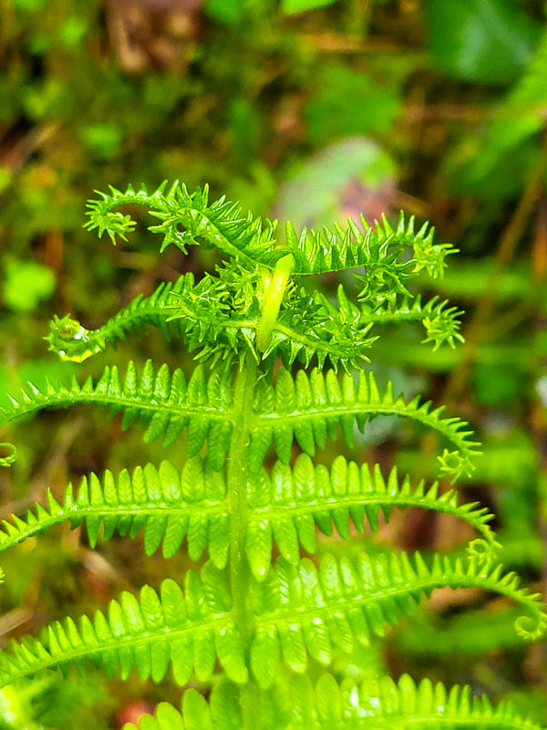 flora & fauna in Silz, Tirol